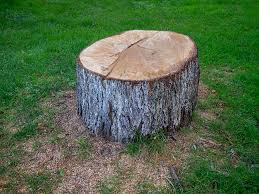 Best Root Management and Removal  in Wellsboro, PA