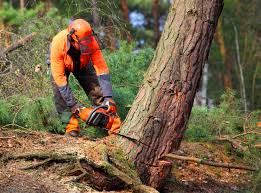 Best Tree Removal  in Wellsboro, PA