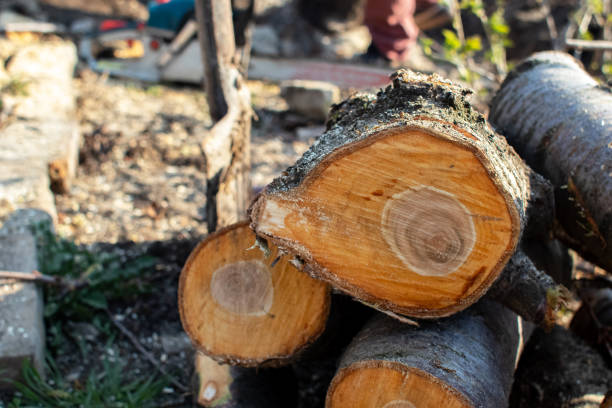 Best Tree Trimming and Pruning  in Wellsboro, PA