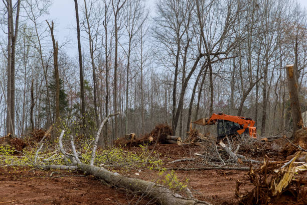 Best Tree Maintenance Programs  in Wellsboro, PA