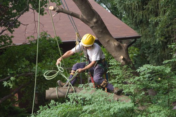 How Our Tree Care Process Works  in  Wellsboro, PA