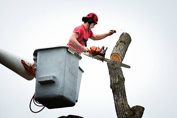 Professional Tree Care in Wellsboro, PA