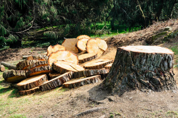 Best Tree Health Inspection  in Wellsboro, PA